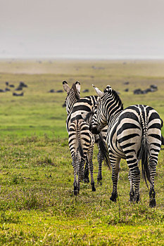 斑马,国家公园,非洲,肯尼亚