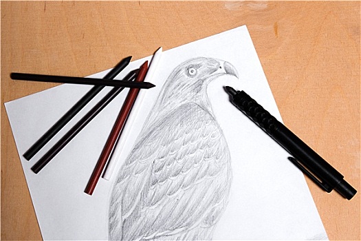 铅笔,石墨,绘画,老鹰