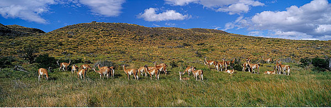 原驼,托雷德裴恩国家公园,智利