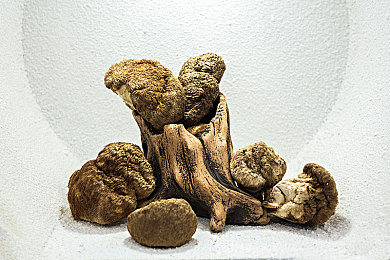 干蘑菇图片