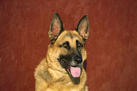 德国牧羊犬,狗,成年,肖像,红色背景
