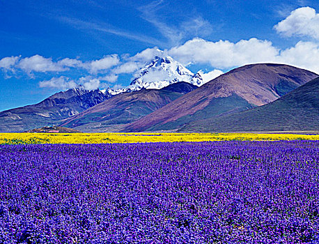 西藏开满鲜花的草原