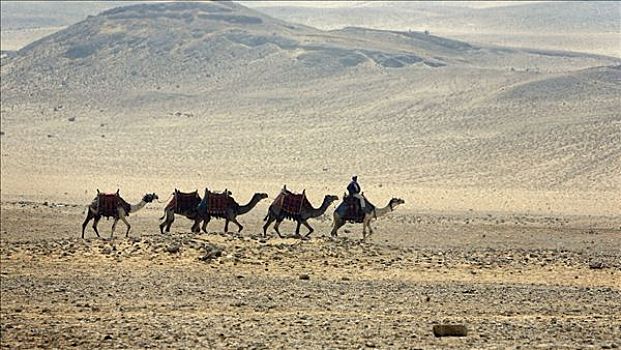 骆驼,沙漠,吉萨金字塔,开罗附近,埃及,北非,非洲
