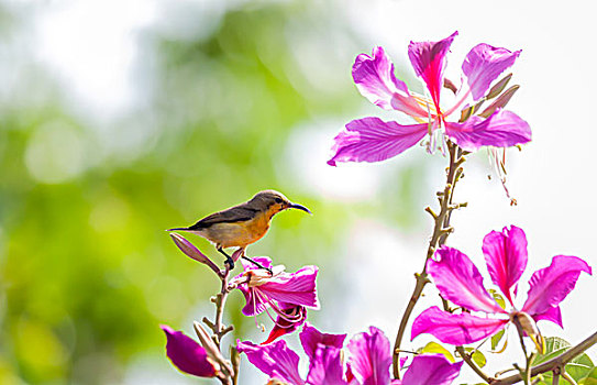 花蜜鸟