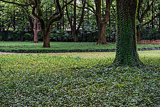 上海复兴岛公园绿树成荫