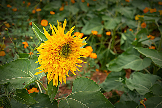 向日葵,向阳花