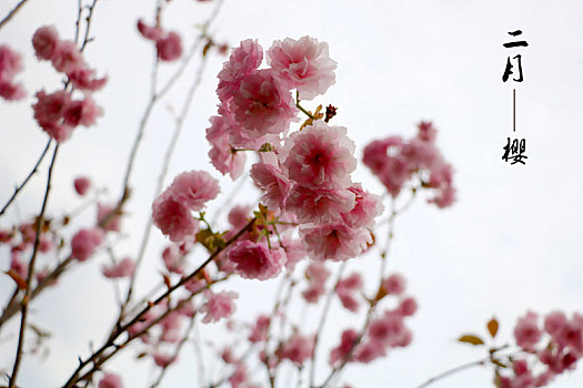二月,樱花