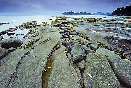 岩石构造,海滩,温哥华岛,不列颠哥伦比亚省,加拿大