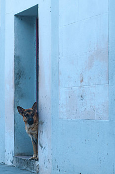 德国牧羊犬,警犬,向外看,门,奥尔金省,省,古巴,中美洲