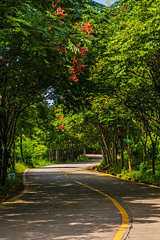 林荫山路