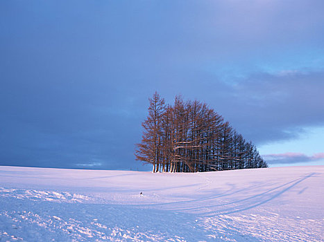 雪原,黄昏