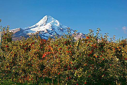 胡德山,秋色,胡德河,山谷,俄勒冈,美国