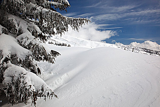 林木线,俄勒冈,美国,雪,斜坡,胡德山