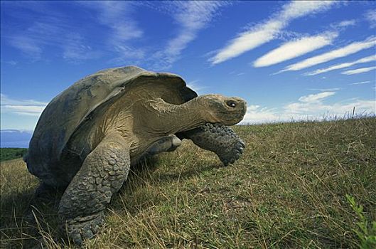 加拉帕戈斯巨龟,加拉帕戈斯象龟,干燥,季节,火山口,边缘,阿尔斯多火山,伊莎贝拉岛,加拉帕戈斯群岛,厄瓜多尔