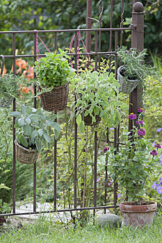 篮子,药草,生锈,花园栅栏,鼠尾草