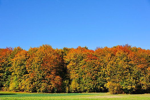 山毛榉,树林,秋天,蓝天,弗兰哥尼阶,瑞士,中间,弗兰克尼亚,巴伐利亚,德国,欧洲