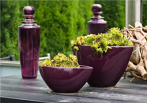 紫色,玻璃瓶,花瓶,植物
