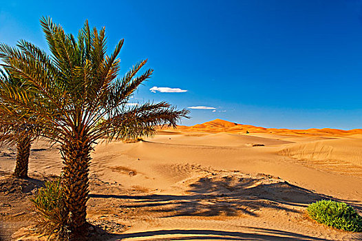 手掌,正面,沙子,沙丘,撒哈拉沙漠,南方,摩洛哥,非洲