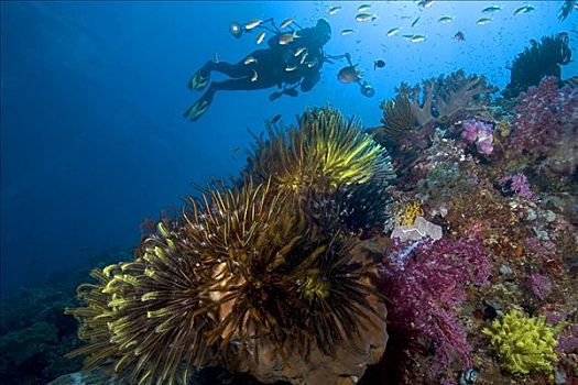 印度尼西亚,潜水,彩色,礁石