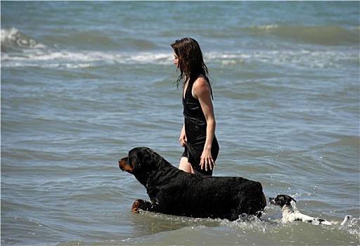 女人,狗,海洋