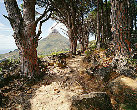 小路,树林,顶峰,头部,背景,开普敦,西海角,南非
