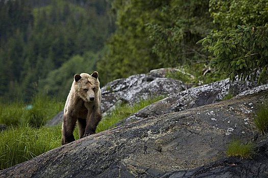 雌性,棕熊,幼兽,湾流,不列颠哥伦比亚省,加拿大
