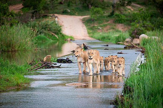 自豪,狮子,幼兽,走,河,堤道,耳,背影,单腿站立