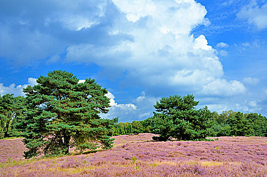 松树,松属,紫色,石南花,自然保护区,海德,北莱茵威斯特伐利亚,德国,欧洲