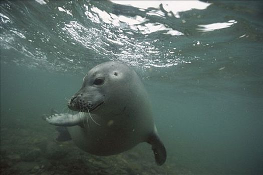 常见海豹,游泳,浅水,斯匹次卑尔根岛,斯瓦尔巴特群岛,挪威