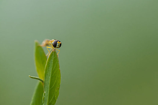 食蚜蝇