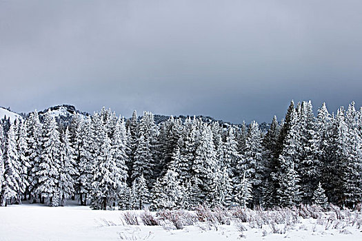积雪,松树,树林,暗色,天空,里诺,内华达,美国