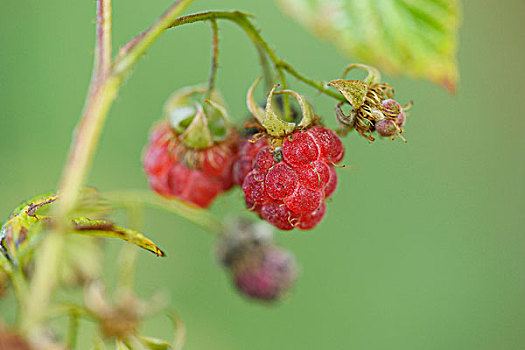 树莓,悬钩子,水果,成熟
