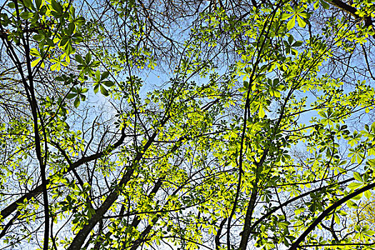栗子树,叶子,春天,奥登瓦尔德,黑森州,德国