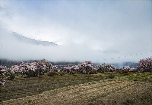 野桃花观赏圣地索松村