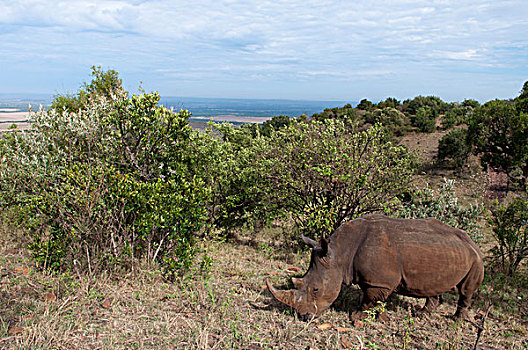 白犀牛,马赛马拉,肯尼亚