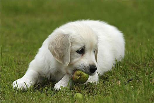 金毛猎犬,小狗,卧,咀嚼,苹果