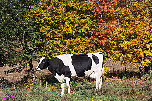 黑白花牛,奶牛,秋天,草场,塞勒姆,纽约,美国