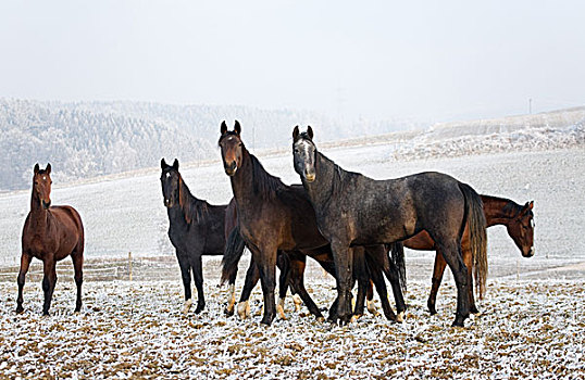 五个,马,冬季风景