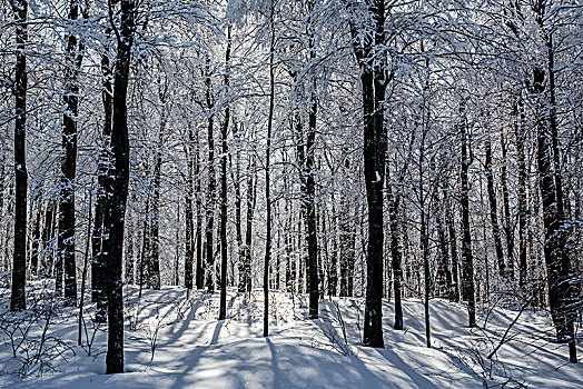 积雪,树林,逆光,阳光,东方镇,魁北克,加拿大,北美