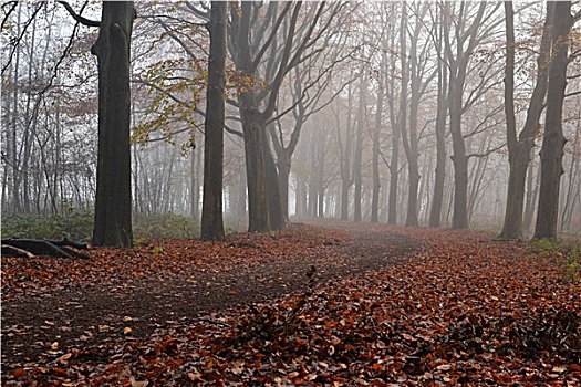 树,雾,荷兰