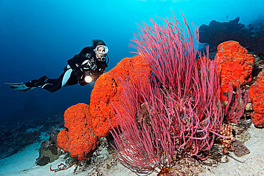 潜水,看,橙色,大象,耳,海绵,红色,鞭子,珊瑚,四王群岛,巴布亚岛,西巴布亚,太平洋,印度尼西亚,亚洲