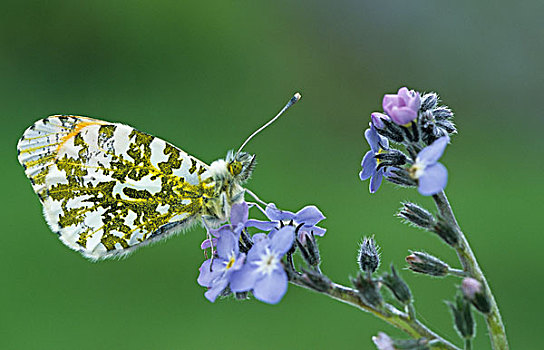 橙色尖翅粉蝶,蓝色,勿忘我,花,波厄斯郡,威尔士,英国,欧洲