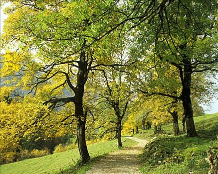 落叶树,靠近,奥伯斯多夫,巴伐利亚,斯瓦比亚,德国,欧洲