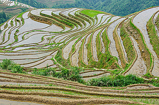 桂林梯田风光