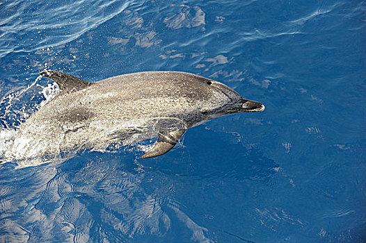 斑点,海豚,加纳利群岛,西班牙,欧洲