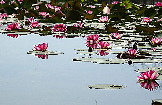 池塘里的睡莲