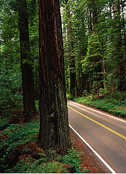 道路,红杉,州立公园,加利福尼亚,美国