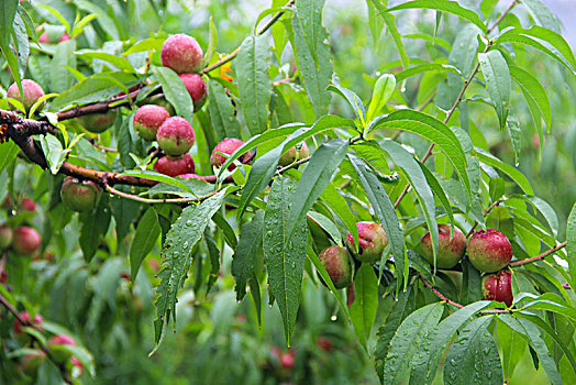 油桃采摘园