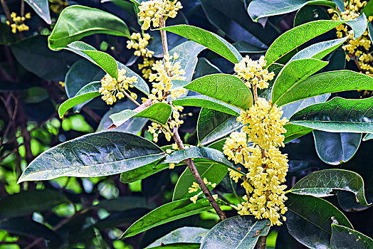 桂花特写,杭州桂花