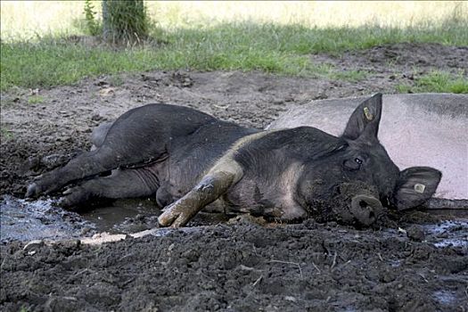 家猪,农业,北莱茵威斯特伐利亚,德国,欧洲